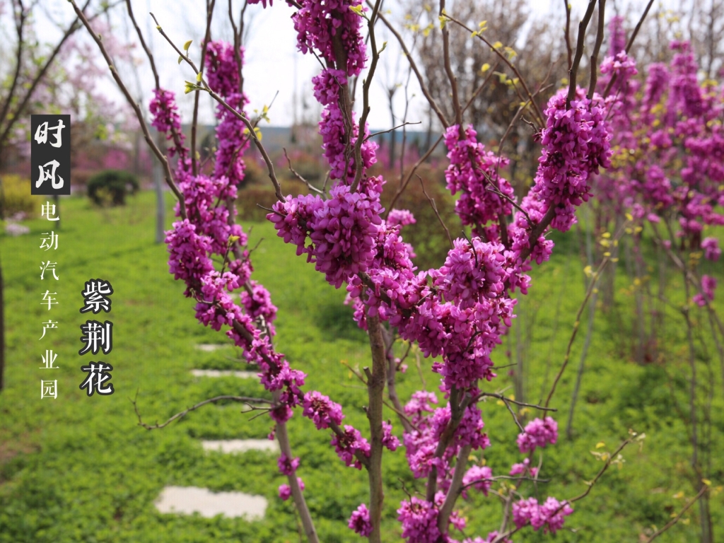 bevictor伟德官网电动工业园紫；；；；；；；；